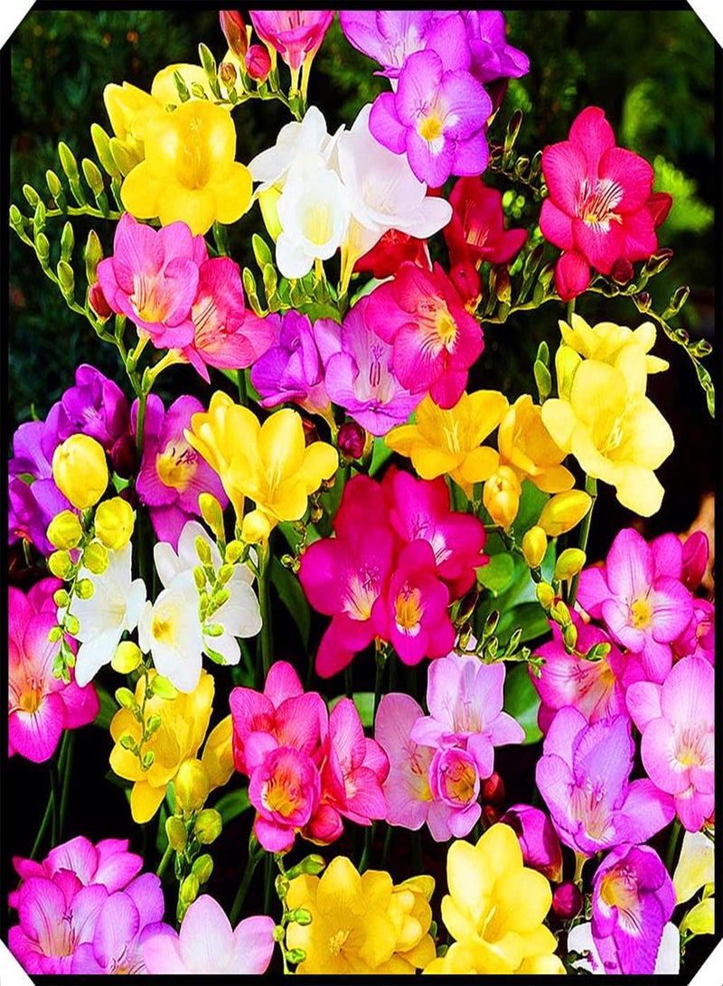 جي جوت زراعة بسيطة وبستنة، بذور زهور الفريزيا المختلطة، زراعة داخلية وخارجية، أزهار عطرية - 5 بذور - Image 5