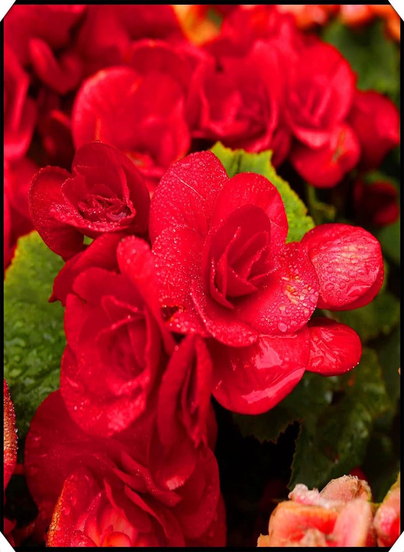 جي جوت زراعة بسيطة وبستنة، بذور زهور الفريزيا المختلطة، زراعة داخلية وخارجية، أزهار عطرية - 5 بذور - Image 2