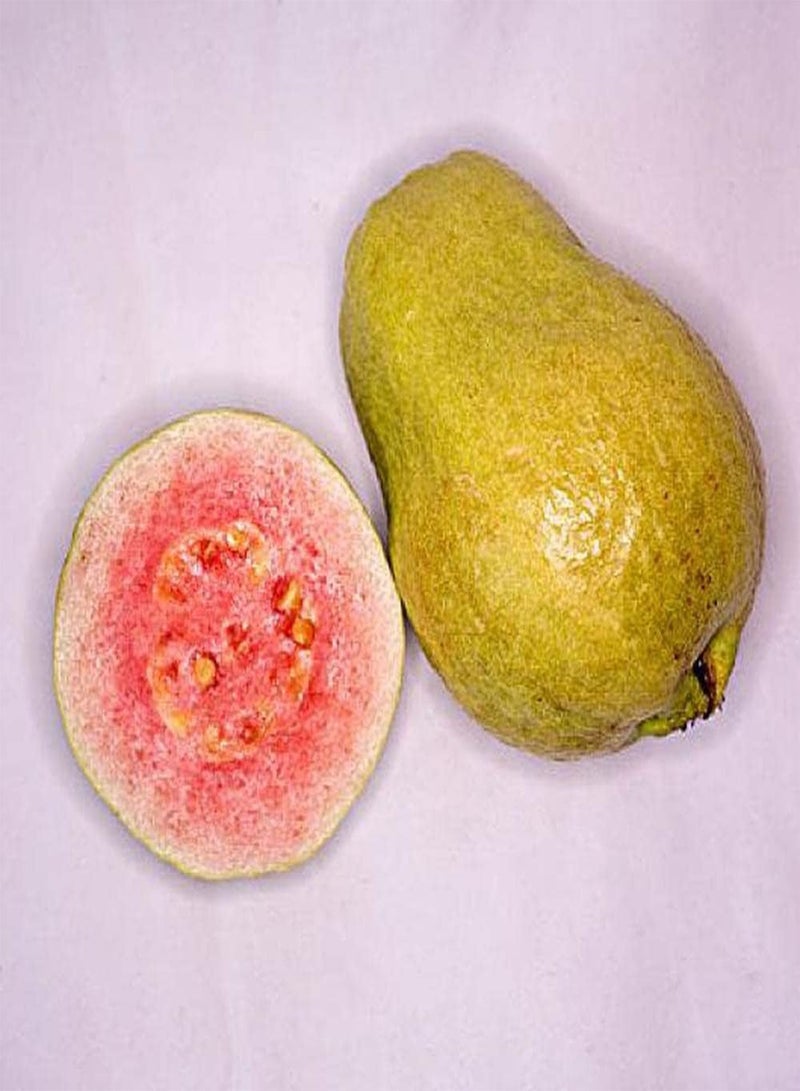 جي جوت 30 بذور جوافة مناسبة للزراعة في الحدائق والمساحات الخضراء تأثير الزراعة المنفردة أو الزراعة على شكل قطع جيد - Image 3