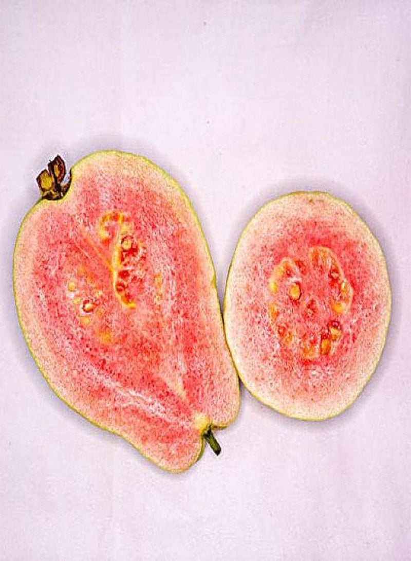 جي جوت 30 بذور جوافة مناسبة للزراعة في الحدائق والمساحات الخضراء تأثير الزراعة المنفردة أو الزراعة على شكل قطع جيد - Image 1