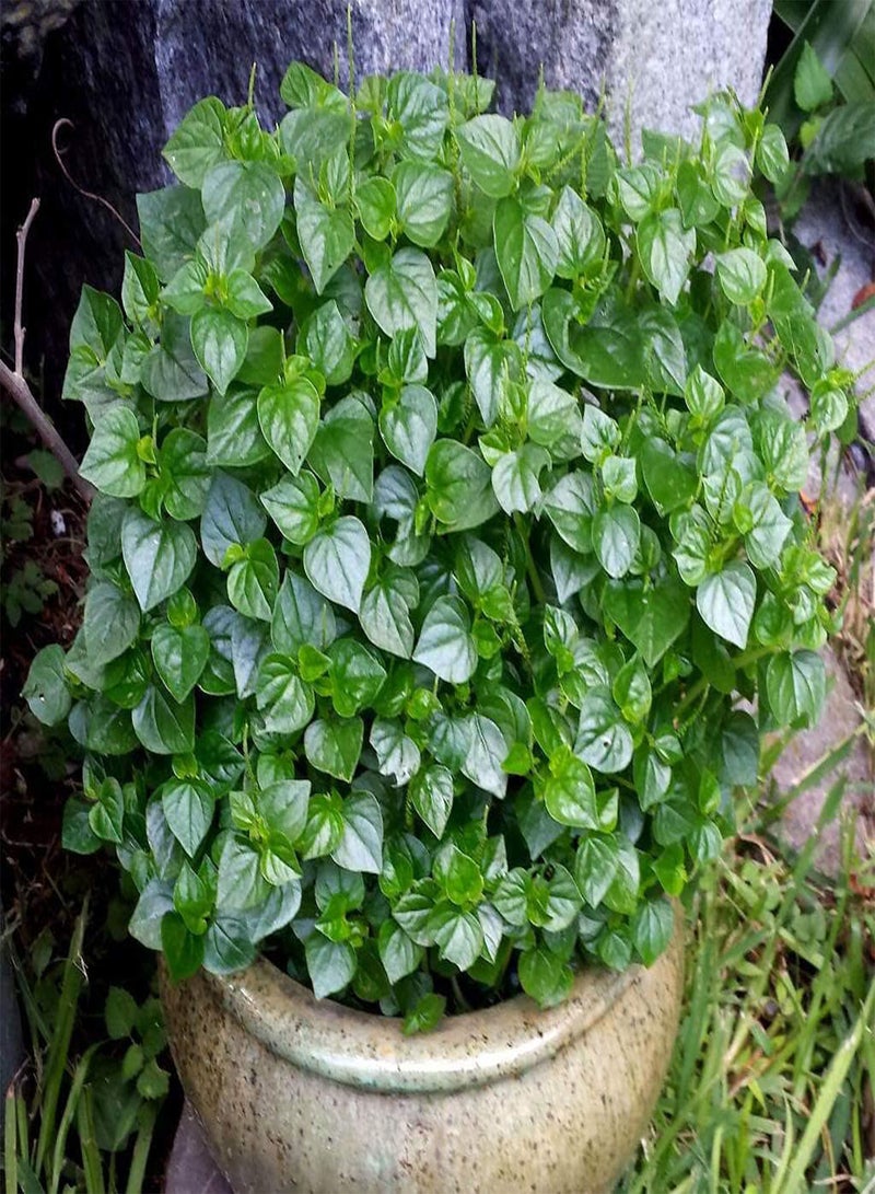 GGOOT Germination Seeds: Peperomia Pellucida 2,00 Seeds Shiny Bush Organic Herb Antioxidant Heirloom