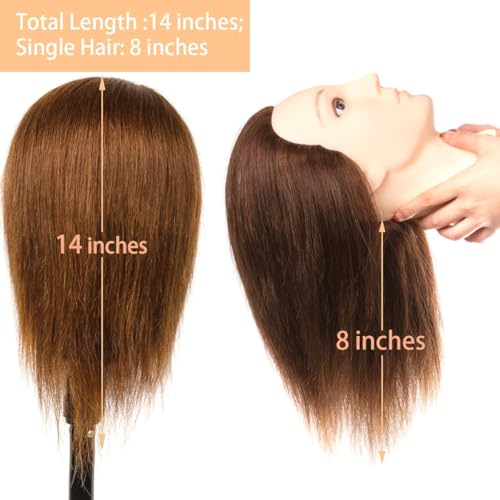 Stancia Mannequin Head, Male Mannequin Head with 100% Human Hair, 14" Barber Hairdresser Training Doll Manikin Head for Hair Styling and Practice (Dark Brown) - Image 2