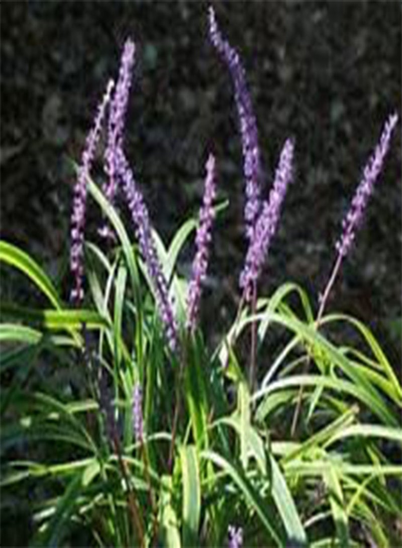 Monkey Grass Liriope Muscari - 25 Bulk (PKD) Seeds