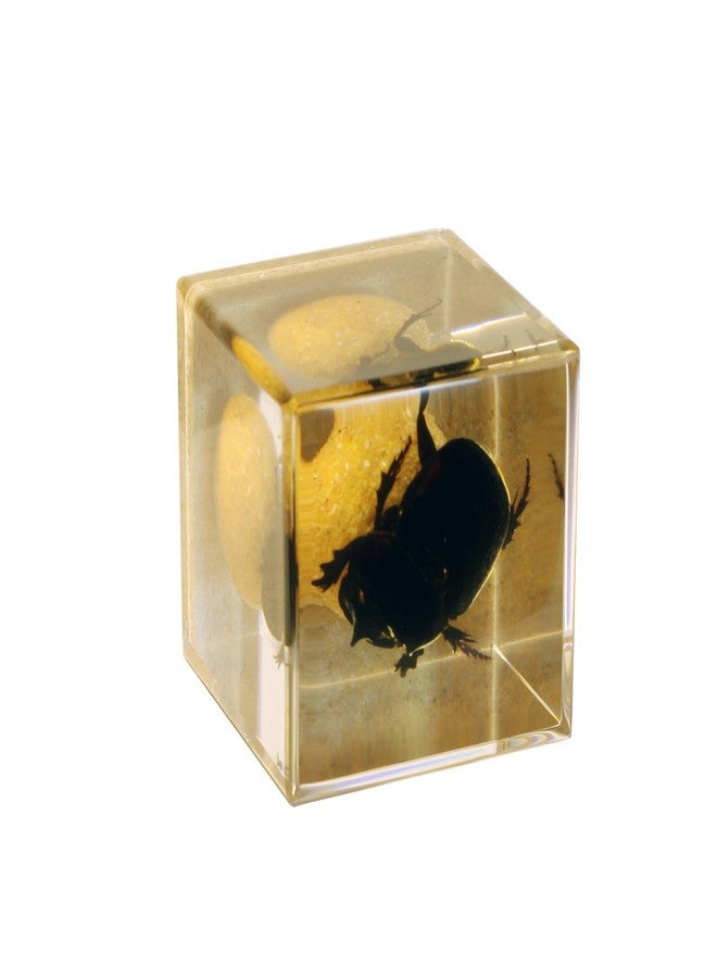REALBUG Real Dung Beetle Cube Desk Decoration - Image 3