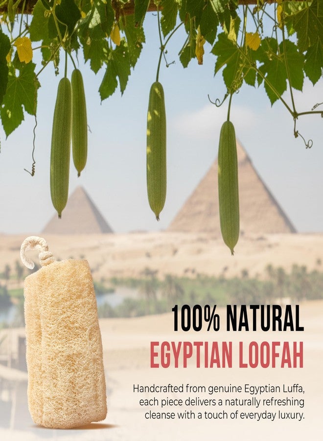 CraftsOfEgypt Natural Loofah Sponge - Egyptian Luffa Body Scrubber Pack of 1 for Men & Women, Natural Bath & Shower Loofah Exfoliator, All Natural Loofah Sponges for Face Back & Body, 6" x 6" - Image 5