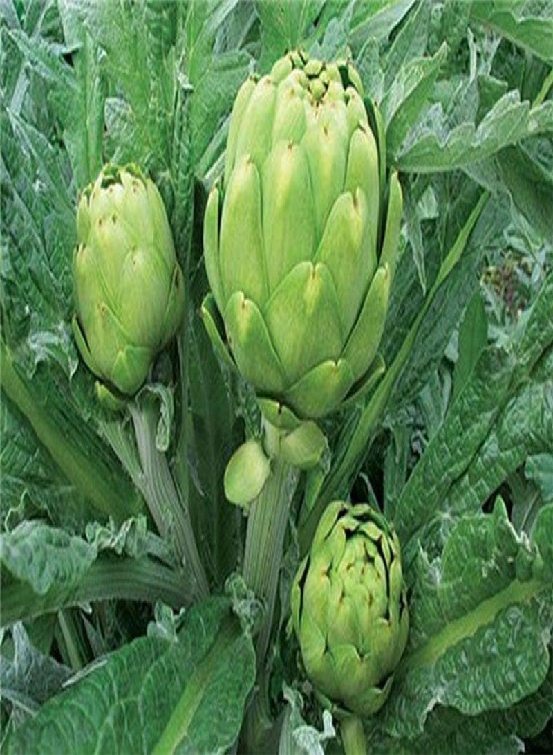 GGOOT - Artichoke Green Globe 20 x Vegetable/Fruit Seeds - Image 2