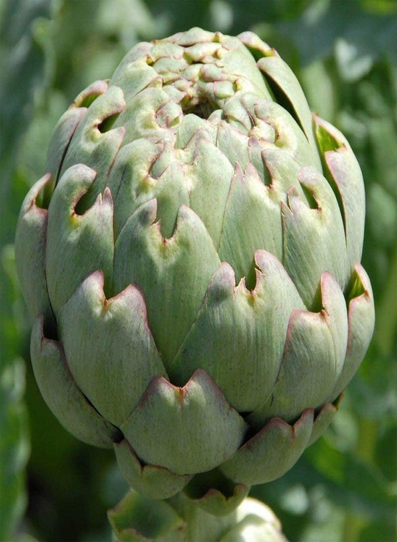 GGOOT - Artichoke Green Globe 20 x Vegetable/Fruit Seeds - Image 1