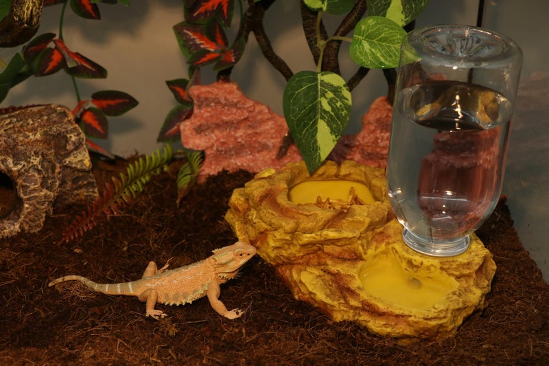 AQUA KT Reptile Escape Free Mealworm Feeding Bowl and Water Storage Feeder, 2 in 1 Reptile Feeder Kit for Amphibian Lizard Bearded Dragon Snake Feeding - Image 2