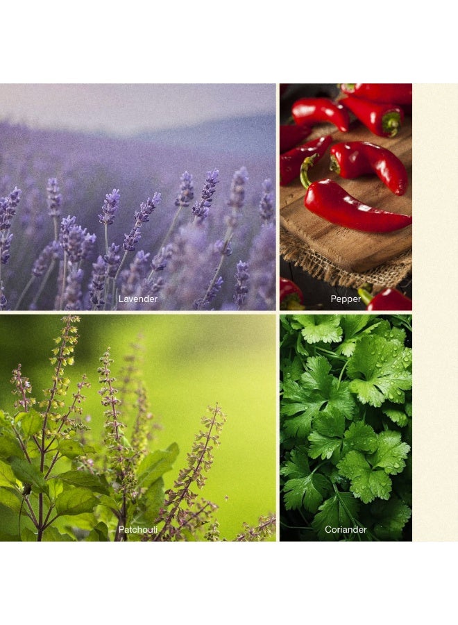 ISCENT | Zen Fusion Oil Refill for Ensō Diffuser – 100ml with Pepper, Lavender & Patchouli | Spiced Botanicals, Herbal Calm & Earthy Depth for a Grounding Home Experience - Image 2