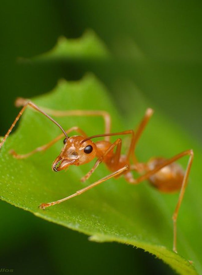 ENSYSTEX Ant Comptrol -Granual Ant Bait : Ant Killer/Hydramethylnon, Insects – Outdoor & Indoor,Effective/Safe to use/MOCCAE Aproved/ 225g - Image 2