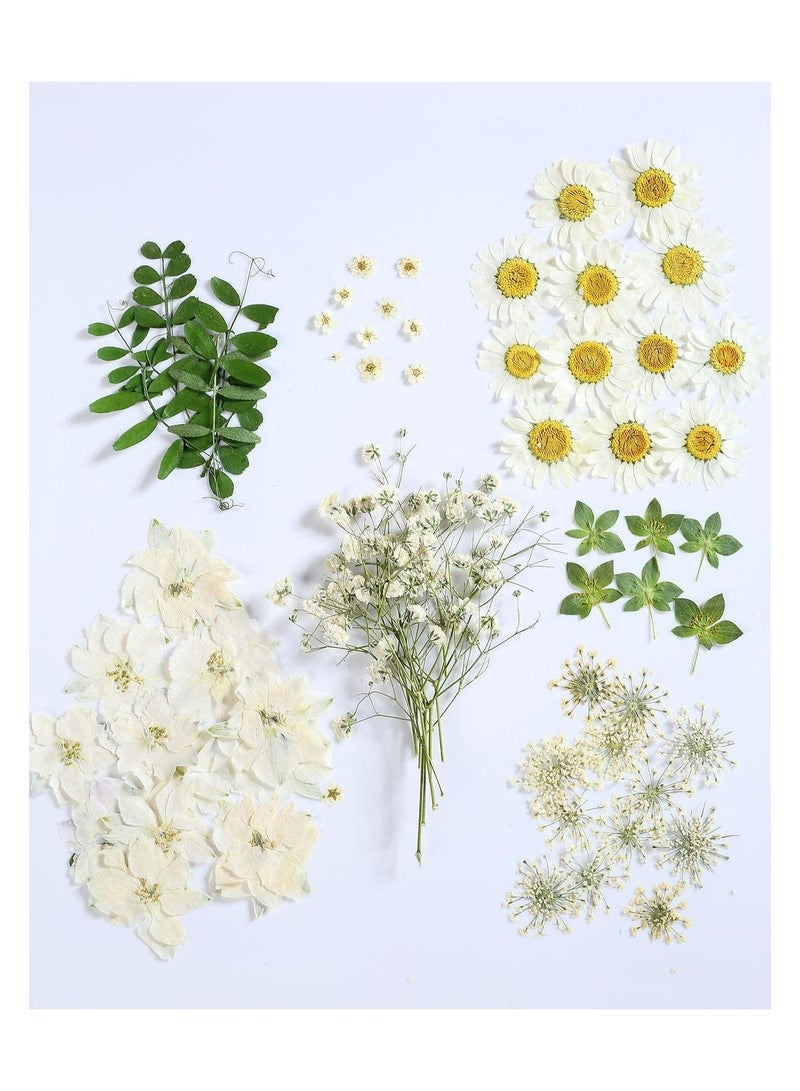 Excefore 72 PCS Real Dried Pressed Flowers, Art Natural Dried Flower Leaf Plant Herbarium for Making Jewelry Nail Scrapbooking DIY Candle Decoration Resin Jewelry Crafts Making (White Daisy) - Image 1
