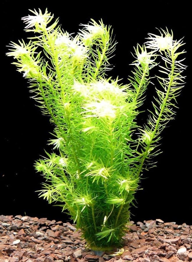 Foxtail plant for aquarium,Plant for foxtail aquarium (Pack of 14) - Image 1