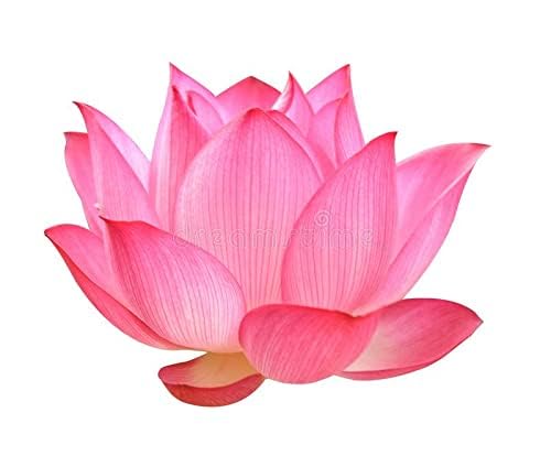 3V PRODUCTS Lotus Flower Powder 50g Nelumbo Nucifera Powder for Face Skin and Hair  - Image 3