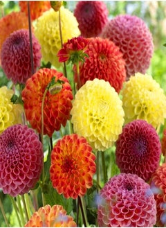 Long Flowering Period/Dahlia Seeds/Perennial Plants/Can be Planted All Year Round/Extraordinary flowers-90 PCS,a