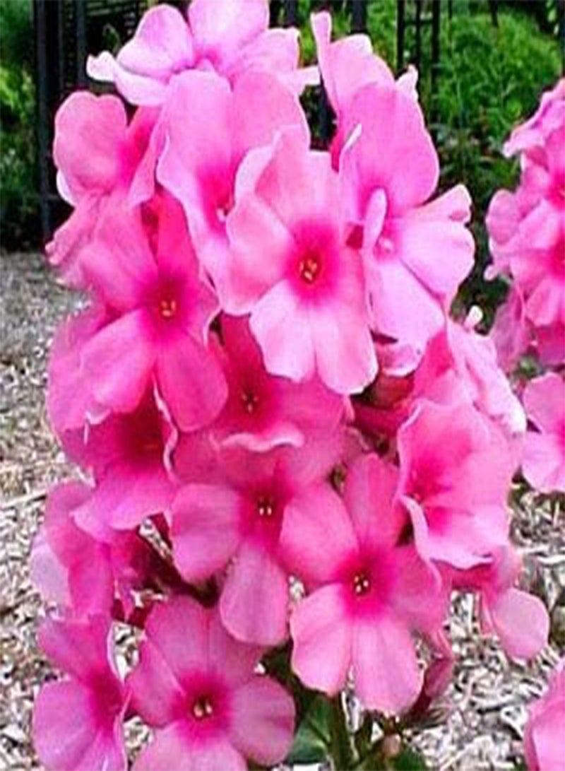 جي جوت بذور زهرة الفلوكس الطازجة للزراعة 120 قطعة للزراعة باللون الوردي