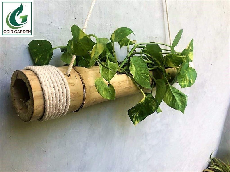 COIR GARDEN Hanging Planter, 2 Pieces - Image 4
