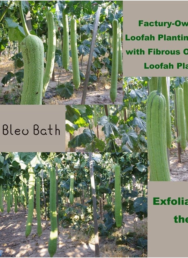 Bleu Bath - (3 Pack) Dual-Sided Exfoliating Skin Towel Cotton Terry Body Cloth Scrubber Premium Sturdy Loofah Towel Soft and Buffing Wash Cloth White for Either Oil or Dry Skin - Image 1