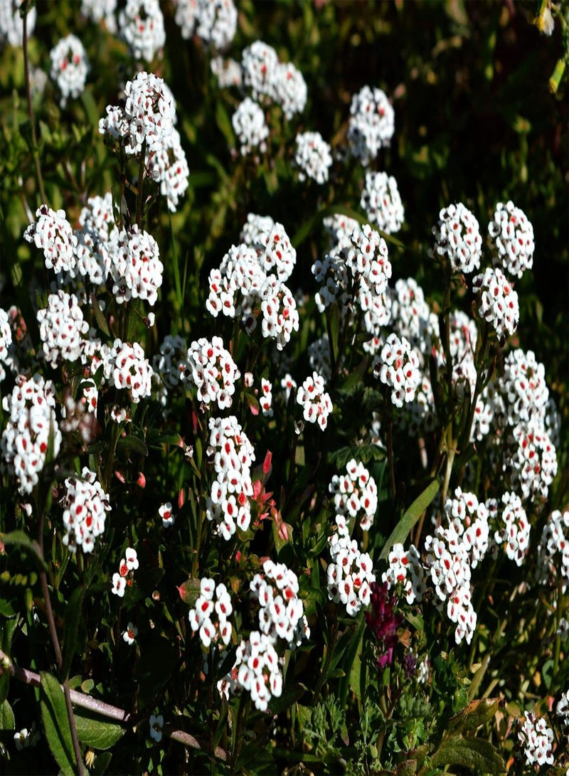 جي جوت 500 قطعة من بذور أليسون الأبيض (لوبولاريا ماريتيما) لديكور حديقة المنزل