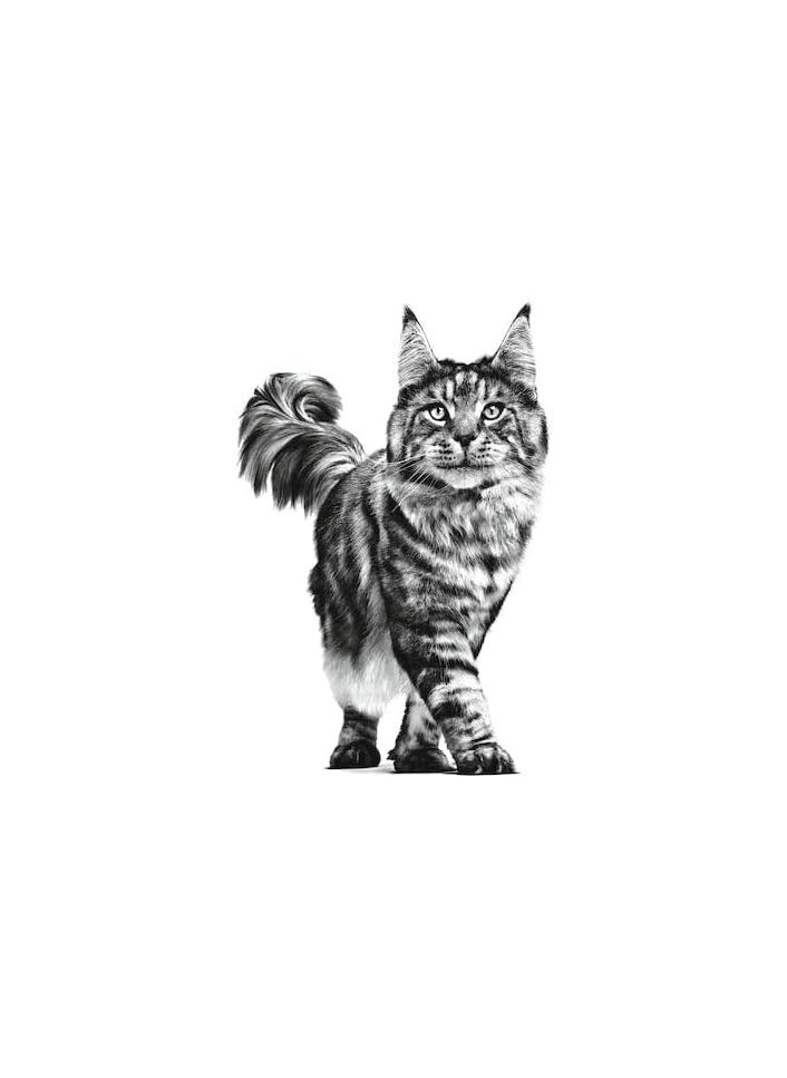 ROYAL CANIN - Royal Canin Feline Urinary S/O - Dry food for Lower Urinary tract disease 1.5 Kg - Image 1