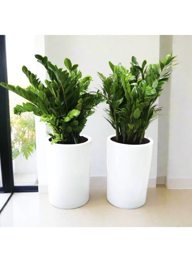 Office Plant ZZ in Ceramic Pot Bundle (2x ZZ Plants 0.6–0.8m) | Low Maintenance Air Purifying Indoor Plants for Office & Home Décor  Elegant Tall Green Plants in Premium Ceramic Pots