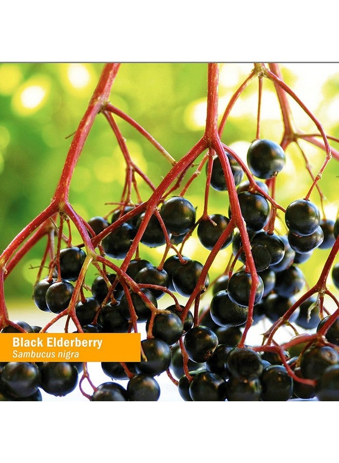 هيرب فارم مستخلص سائل من البلسان الأسود العضوي المعتمد من هيرب فارم لدعم الجهاز المناعي، جلسرين خالٍ من الكحول، 4 أونصة - Image 2