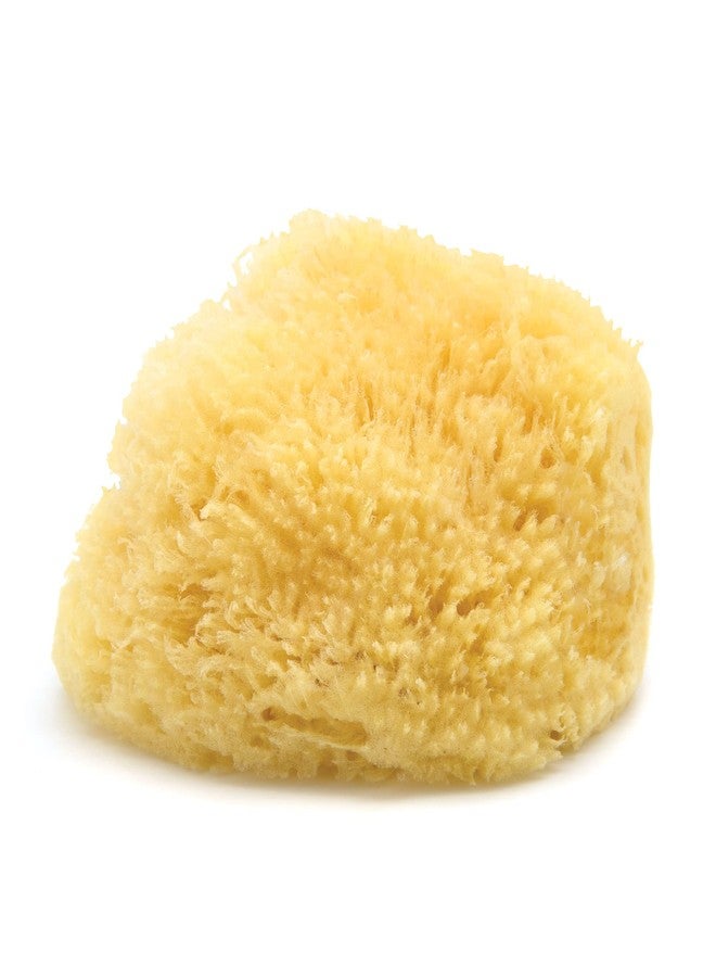 Neptune Sea Wool Sponge, Approx. 8"", 1 Count (Pack of 1), Yellow - Image 1