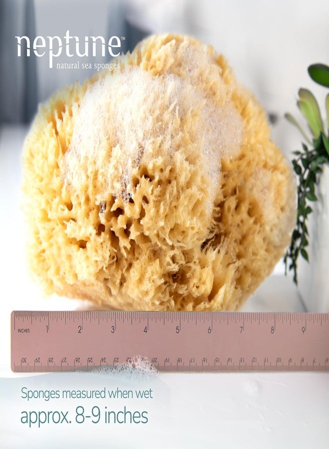 Neptune Sea Wool Sponge, Approx. 8"", 1 Count (Pack of 1), Yellow - Image 3