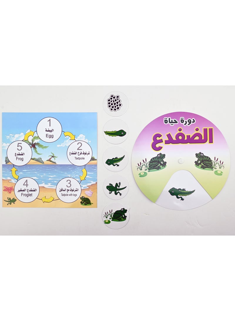 Nour Learn The Life Cycle - Image 3