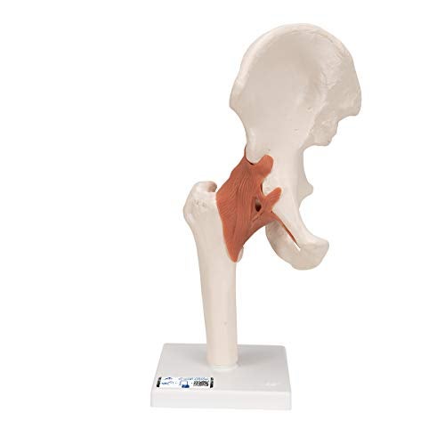 3B Scientific A81 Functional Hip Joint - 3B Smart Anatomy - Image 1