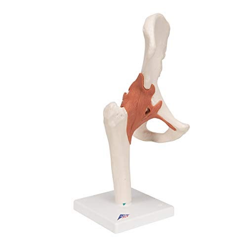 3B Scientific A81 Functional Hip Joint - 3B Smart Anatomy - Image 2