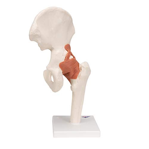 3B Scientific A81 Functional Hip Joint - 3B Smart Anatomy - Image 4