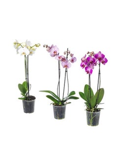 Generic PHALAENOPSIS Potted plant, Orchid/2 stems, 12 cm 