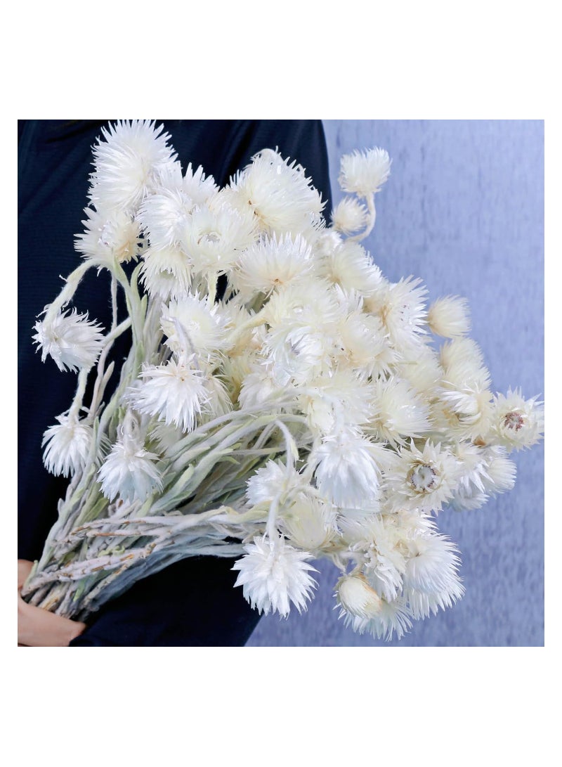 Large Heads Dried White Daisy Flowers -Real Dried Silver Daisy Chamomile Flower Bundle for Vase Home Wedding Boho Office Decor, Dried Daisies, Home Furnishing, DIY Arrangement, 1 Bunch/40-50 Heads - Image 1