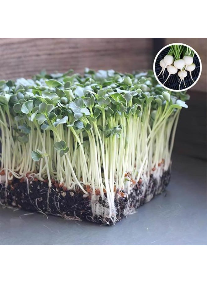 Radish White Round Organic Microgreen Seeds
