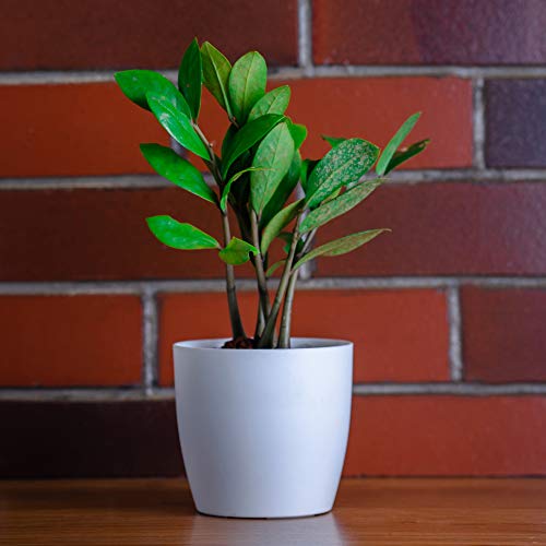 garbnoire Gardening Flower Pots - 4.4 Inch Plastic Flower Pots | Modern Decorative Indoor Outdoor Planters/Pots - Pack of (White, 3) - Image 2