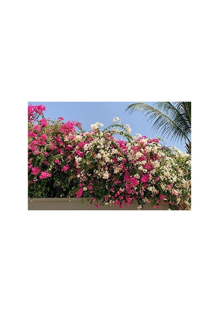 Desert Energy Bougainvillea Feed Flower Blooming Booster - Slow Release Granular Fertilizer (1kg) - Image 4
