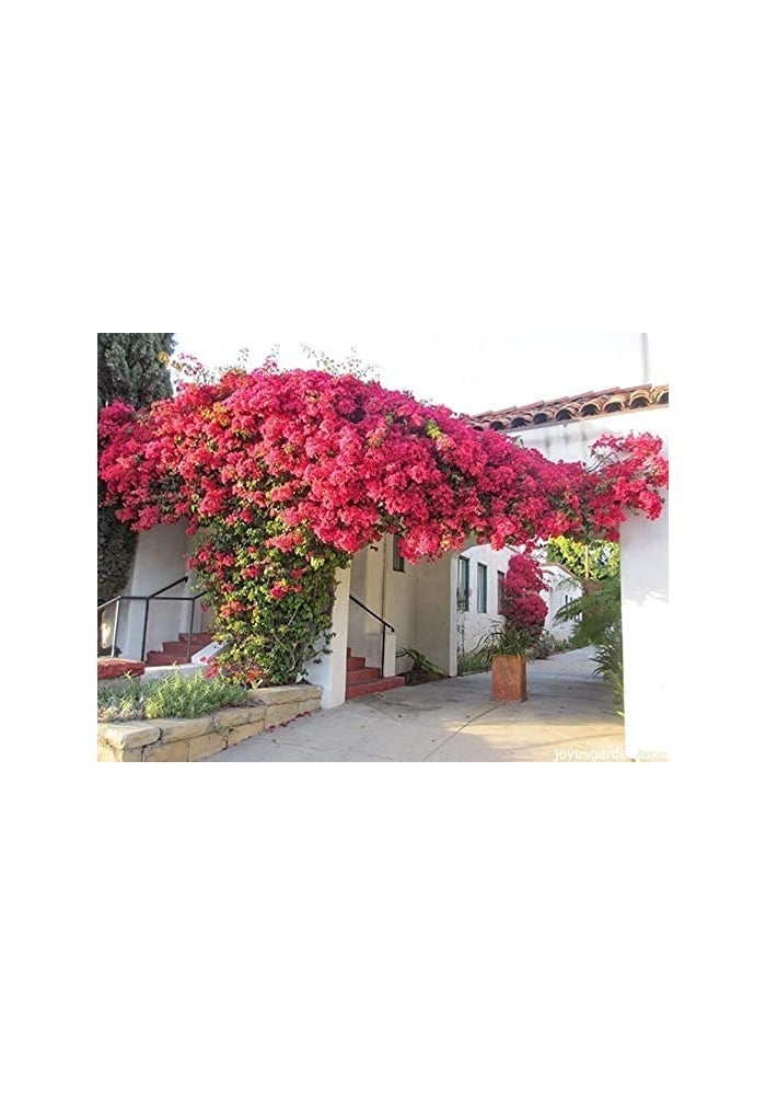 Desert Energy Bougainvillea Feed Flower Blooming Booster - Slow Release Granular Fertilizer (1kg) - Image 3