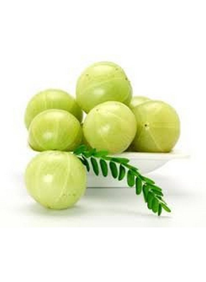 MALVANIYA HERBAL CARE - Amla Fruit Hair Powder 100% Natural As Hair Vitalizer 227 G By - Image 1