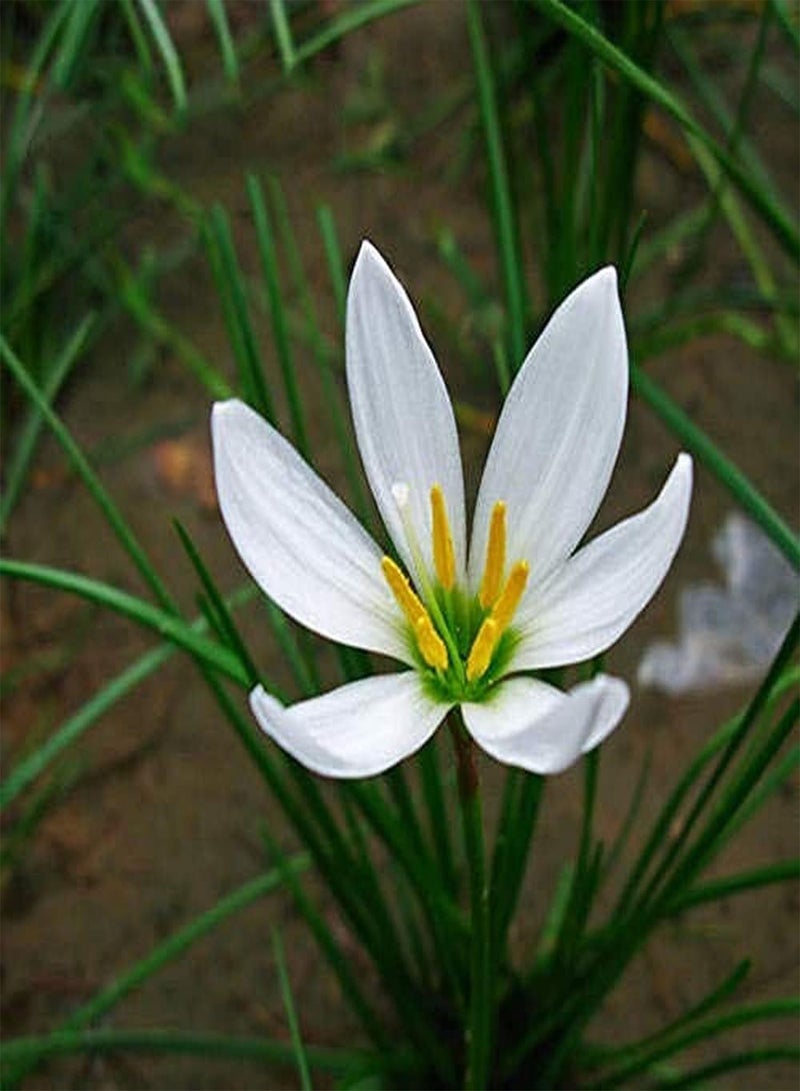 جي جوت 10 قطع من بذور زفيرانثس، أزهار عشبية معمرة، درنات زنبق المطر الأبيض للزراعة الخارجية، تزهر في الصيف، عطر جميل - Image 1