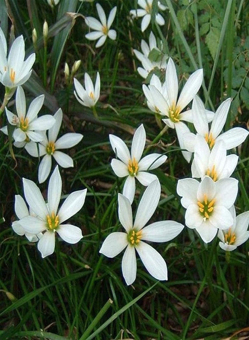 جي جوت 10 قطع من بذور زفيرانثس، أزهار عشبية معمرة، درنات زنبق المطر الأبيض للزراعة الخارجية، تزهر في الصيف، عطر جميل - Image 3