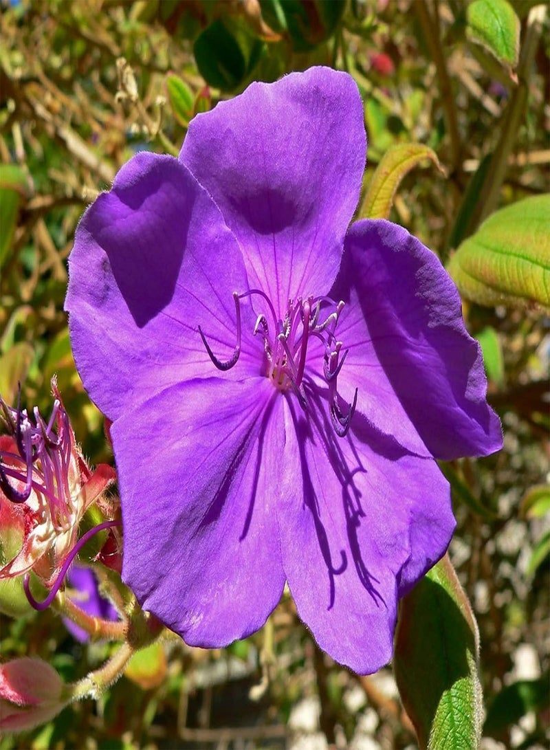 جي جوت 30 قطعة/حقيبة بذور تيبوشينا أورفيليانا، نبات معمر سهل الزراعة، زهرة زرقاء، بذور زهور طازجة للحديقة - Image 3