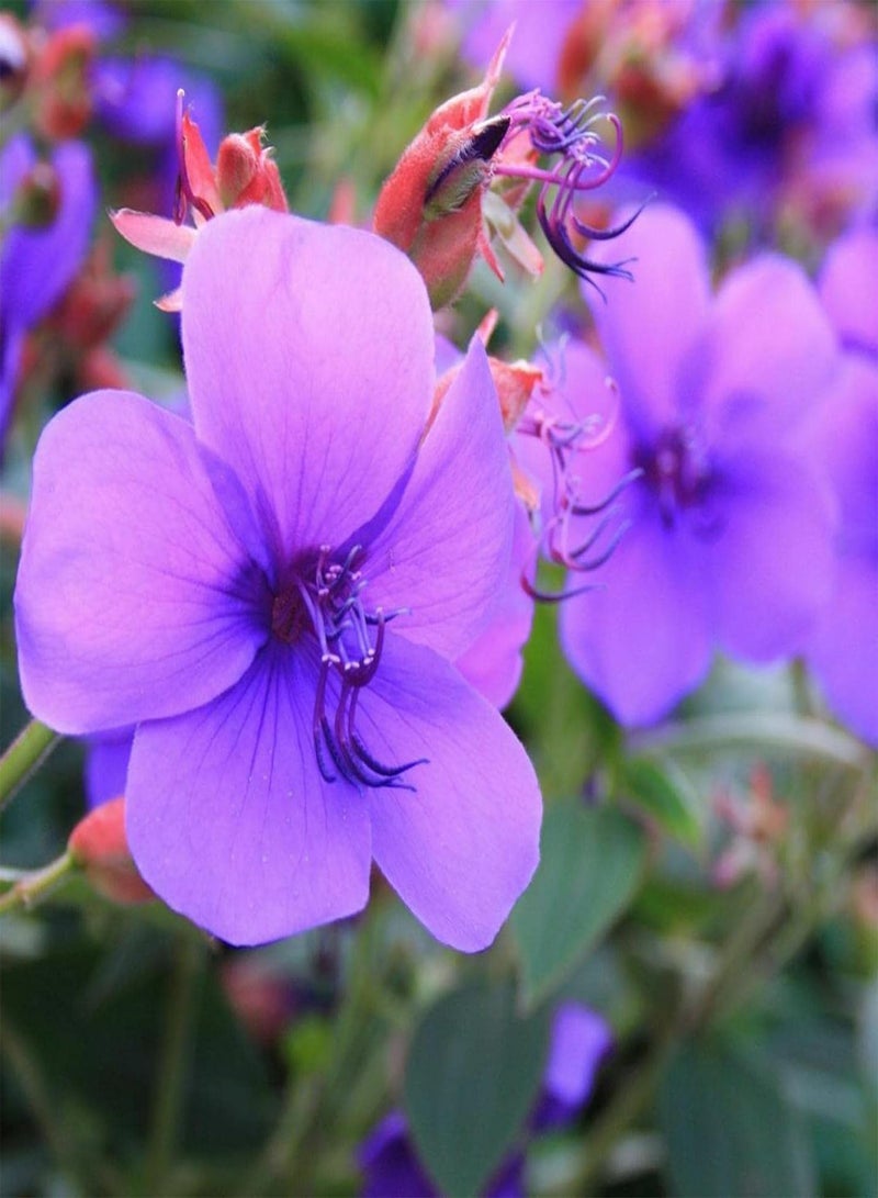 جي جوت 30 قطعة/حقيبة بذور تيبوشينا أورفيليانا، نبات معمر سهل الزراعة، زهرة زرقاء، بذور زهور طازجة للحديقة - Image 1