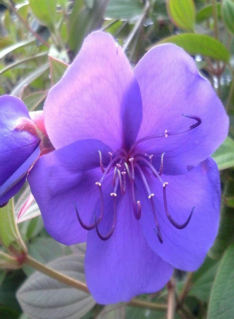 جي جوت 30 قطعة/حقيبة بذور تيبوشينا أورفيليانا، نبات معمر سهل الزراعة، زهرة زرقاء، بذور زهور طازجة للحديقة - Image 2