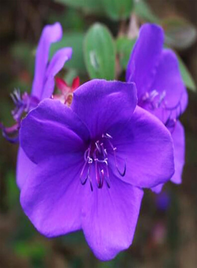 جي جوت 30 قطعة/حقيبة بذور تيبوشينا أورفيليانا، نبات معمر سهل الزراعة، زهرة زرقاء، بذور زهور طازجة للحديقة - Image 5