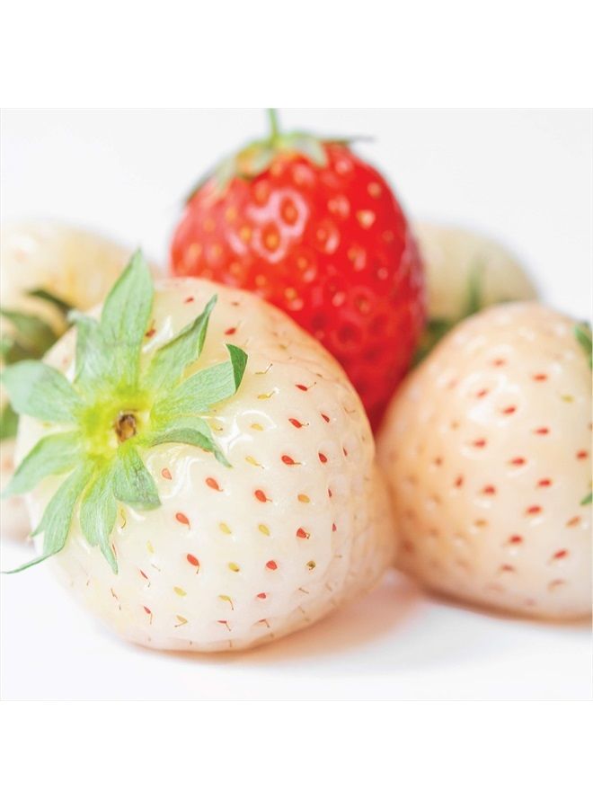 Olay Fresh Outlast, 3.17 oz, 4-Pack - Image 3