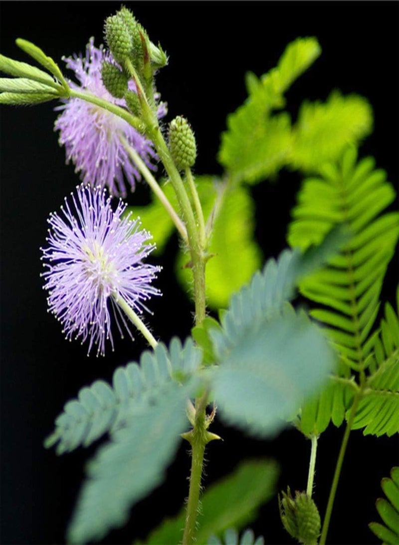 GGOOT 50Pcs Mimosa Seeds for Farm Courtyard Planting Perennial Shrub Blooming Pink Flowers Decorative Garden Gardener's Favorite Tree Species - Image 1