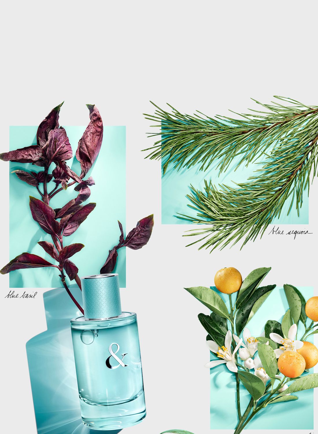 香水(女性用) Tiffany & Co. Love Eau de Parfum 90ml Tiffany & Love Perfume | FragranceNet.com®