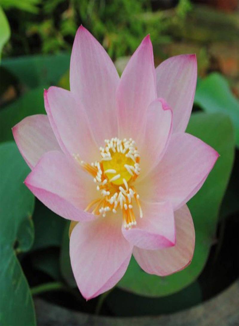 GGOOT 20Pcs Bowl Lotus Seeds Bonsai Plants Home Garden Hydroponic Aquatic Flower Decor - Pink Bowl Lotus Seeds - Flower Seeds Vegetable Seeds Fruit Seeds Garden Plant Seeds  - Image 2