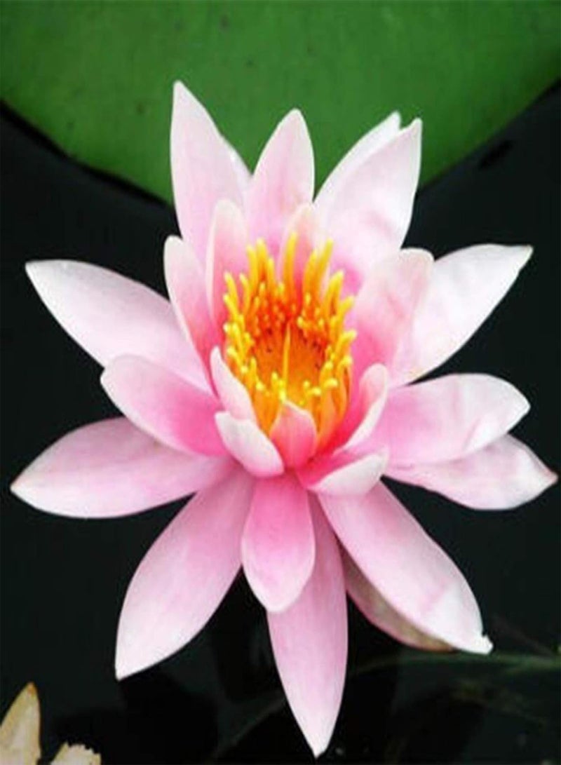 GGOOT 20Pcs Bowl Lotus Seeds Bonsai Plants Home Garden Hydroponic Aquatic Flower Decor - Pink Bowl Lotus Seeds - Flower Seeds Vegetable Seeds Fruit Seeds Garden Plant Seeds  - Image 1