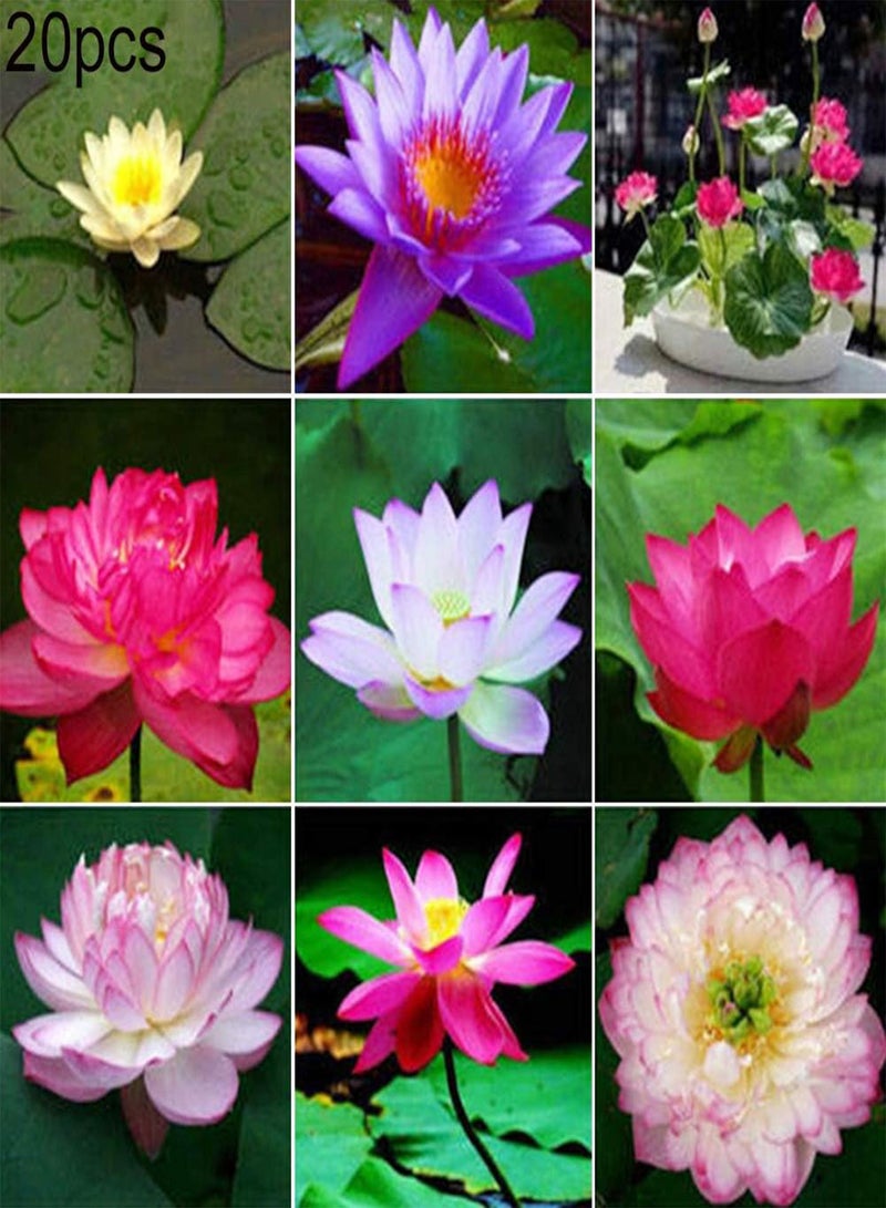 GGOOT 20Pcs Bowl Lotus Seeds Bonsai Plants Home Garden Hydroponic Aquatic Flower Decor - Pink Bowl Lotus Seeds - Flower Seeds Vegetable Seeds Fruit Seeds Garden Plant Seeds  - Image 5